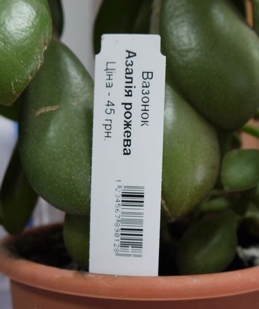 plant tag 